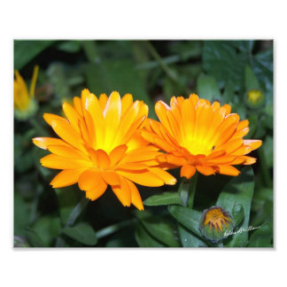 Foto Flor naranja #2204