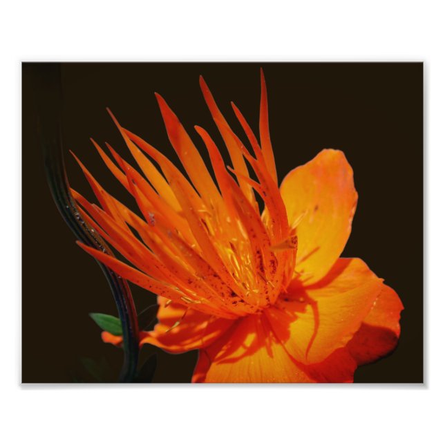 Foto Flor naranja En Floral Sunshine 8x10 (Frente)