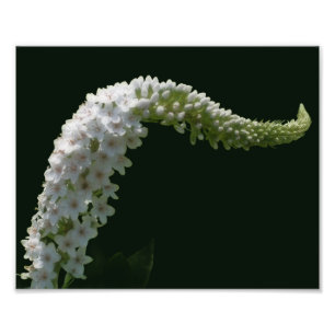 Foto Flor ondulada blanca ondulada 8x10