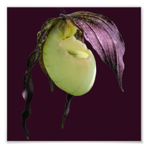 Foto Flor Orquídea Dama Blanca 8x8