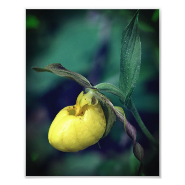 Foto Flor Orquídea de la Dama Amarilla Silvestre 8x10 (Frente)