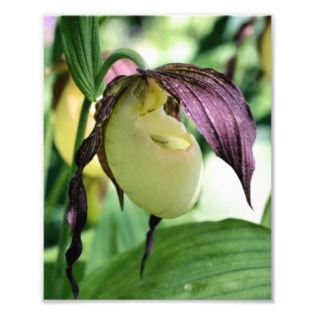 Foto Flor Orquídea de la Mujer Blanca (Frente)