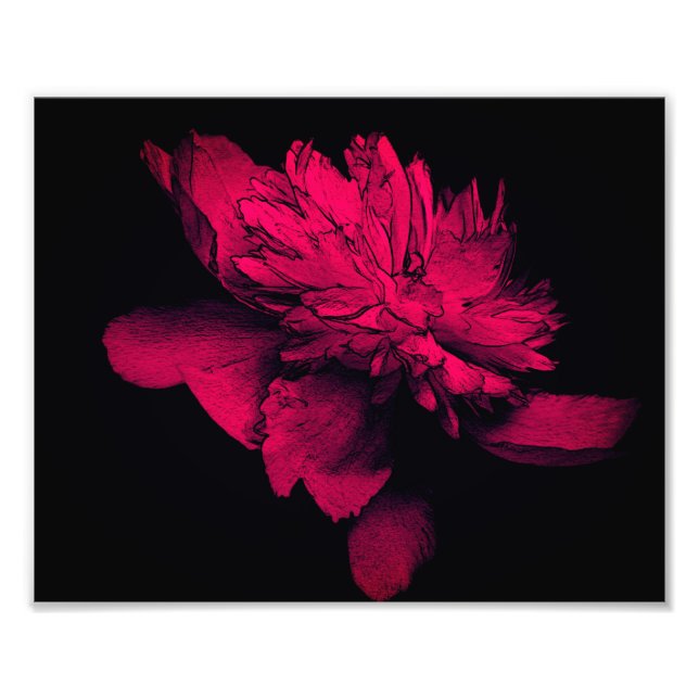 Foto Flor peónica de Fuchsia Abstract Arte floral 8x10 (Frente)