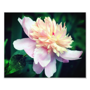 Foto Flor Peony Rosa En Bloom Close Up 8x10
