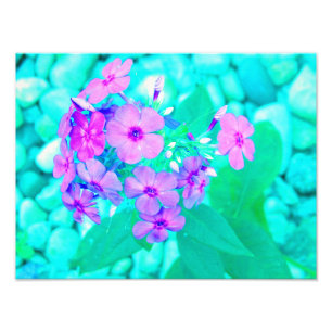 Foto Flor Phlox de jardín rosado en Aquamarine