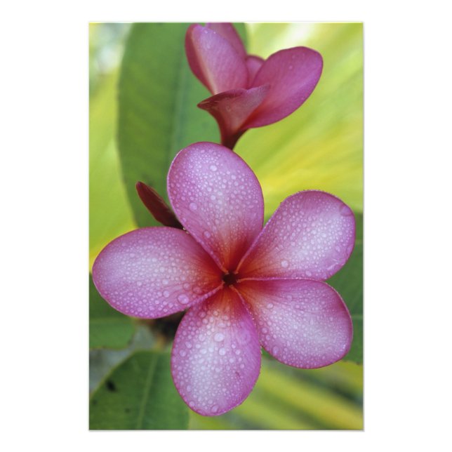 Foto Flor, Plumeria sp.), Pacífico Sur, Niue (Frente)