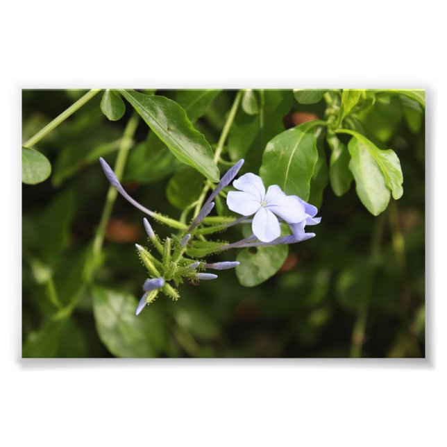 Foto Flor Purgada (Frente)