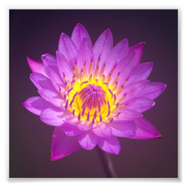 Foto Flor Purple Lotus (Frente)