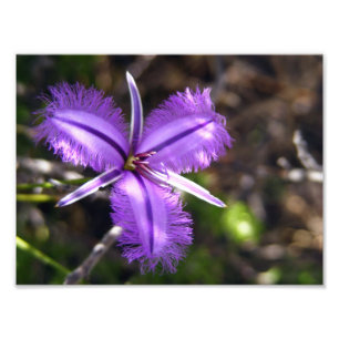 Foto Flor púrpura