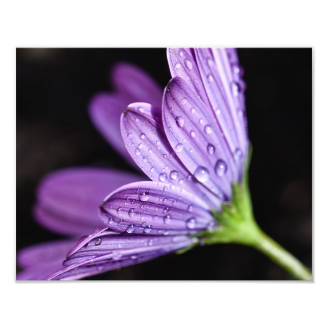 Foto Flor púrpura de margarita Osteospermum (Frente)