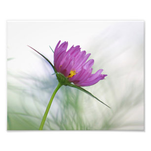 Foto Flor púrpura del cosmos