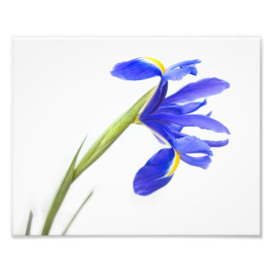 Foto Flor púrpura del iris