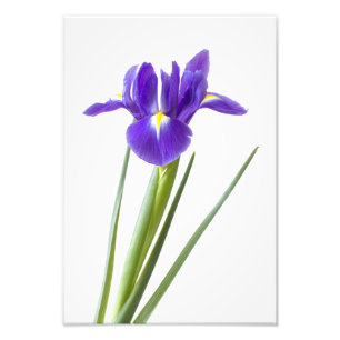 Foto Flor púrpura del iris en blanco