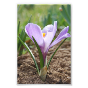 Foto Flor púrpura rosada de Vernus del azafrán