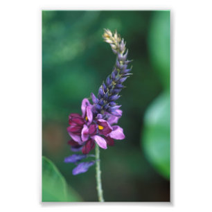Foto Flor púrpura rosada en el florecimiento de Kudzu