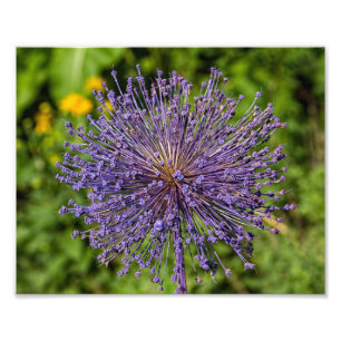 Foto Flor púrpura Spike