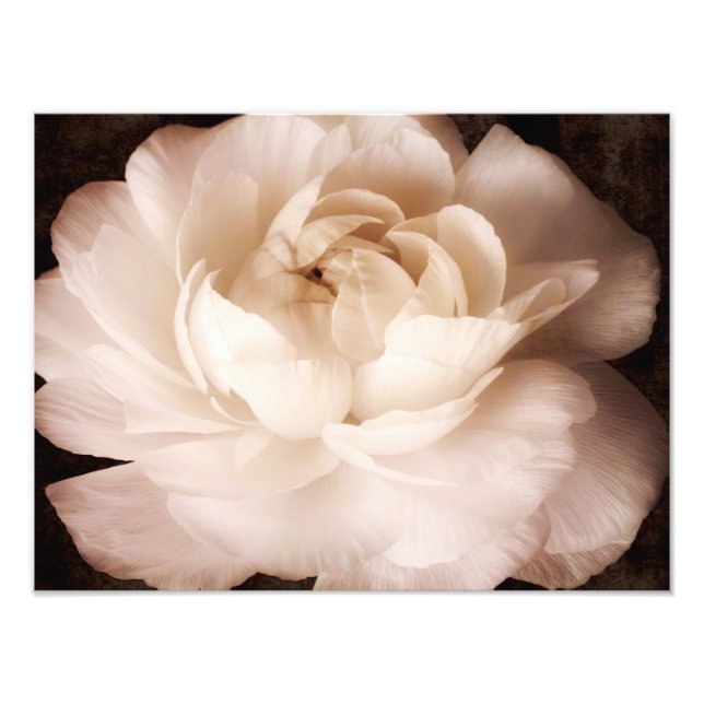 Foto Flor Ranunculina Negra Y Blanca Sepia Floral (Frente)