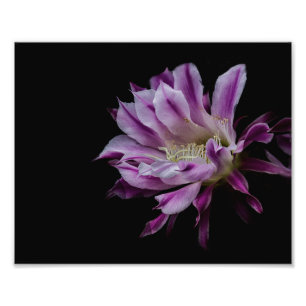 Foto Flor real morada y blanca