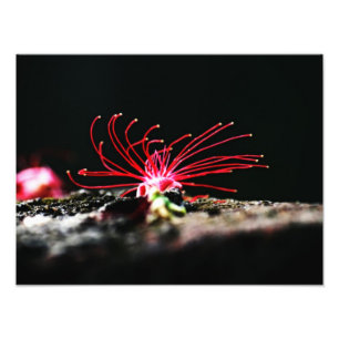 Foto Flor roja