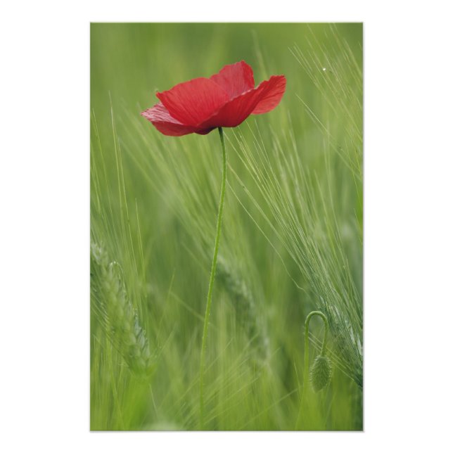 Foto Flor roja de amapola entre los cultivos de trigo,  (Frente)