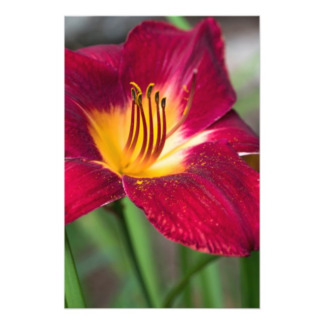 Foto Flor roja de Lily (Frente)
