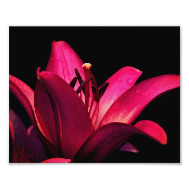 Foto Flor roja Lily Flower Close Up 8x10 (Frente)
