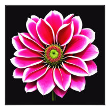 Flor rosa