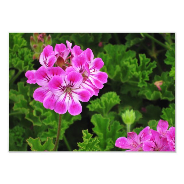 Foto Flor rosa- (Frente)