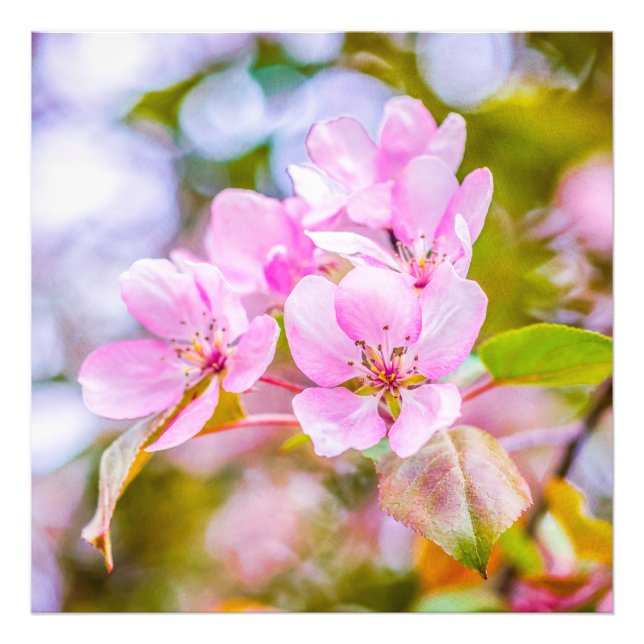 Foto Flor rosa de manzana (Frente)