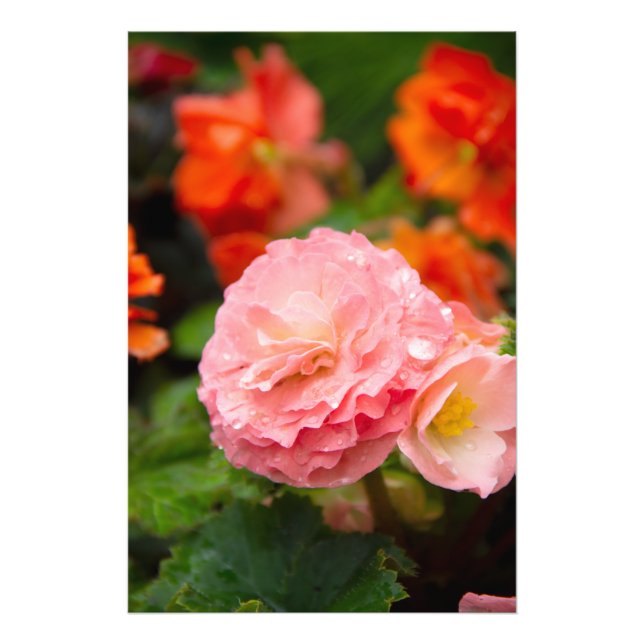 Foto Flor rosa delgada después de la lluvia (Frente)