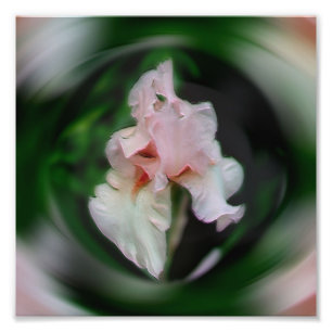 Foto Flor rosa Iris Resumen Art 8x8