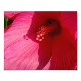 Foto Flor rosa Kodak Papel fotográfico profesional (sat