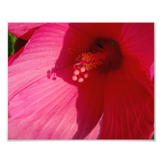 Foto Flor rosa Kodak Papel fotográfico profesional (sat (Frente)