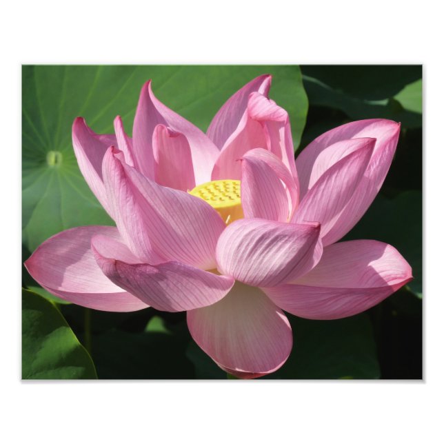 Foto Flor rosa Lotus IV (Frente)