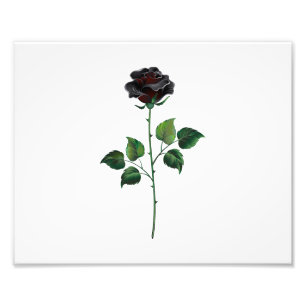 Foto Flor rosa negra