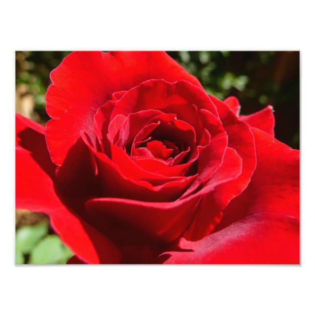 Foto Flor rosa roja brillante hermosa flor (Frente)