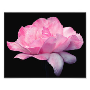 Foto Flor rosa rosa fuerte 8x10