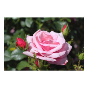 Foto flor rosa rosa rosa y arte fotográfico perfecto.