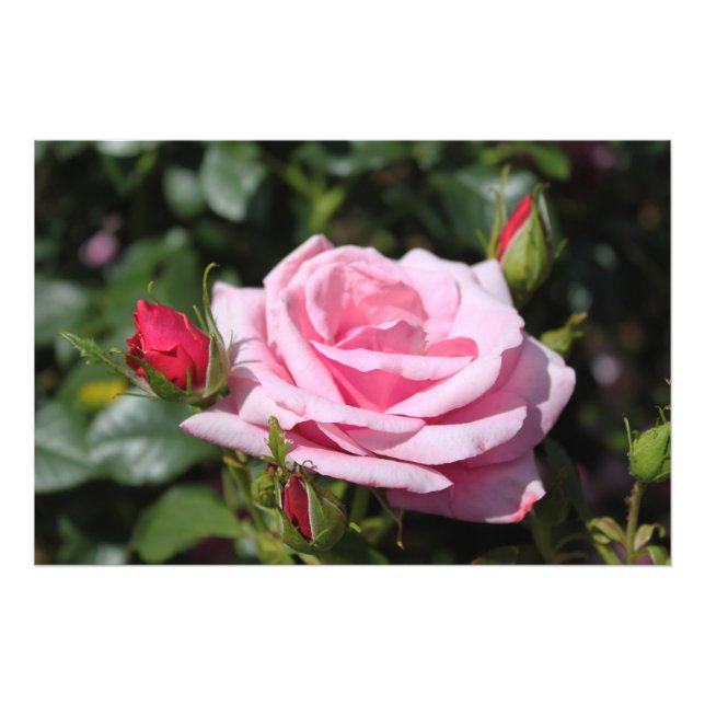 Foto flor rosa rosa rosa y arte fotográfico perfecto. (Frente)