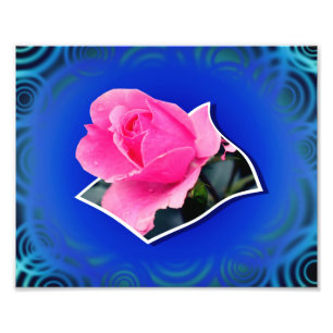 Foto Flor rosa Rosebud fuera de límites Art 8x10