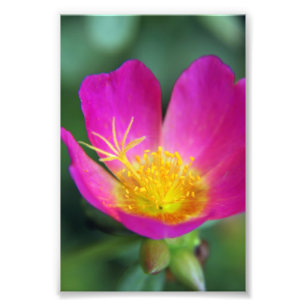 Foto Flor rosa y amarilla