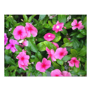 Foto Flor rosada Bush del Vinca
