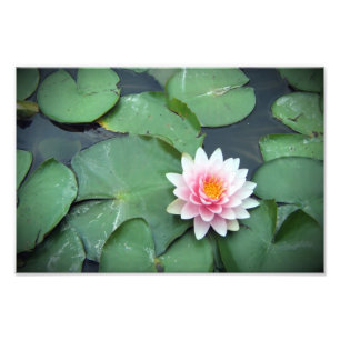 Foto Flor rosada del cojín de lirio en la impresión