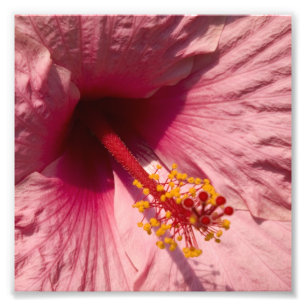 Foto Flor rosada macra del hibisco