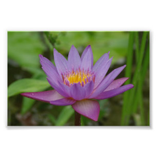 Foto Flor rosada púrpura del lirio de agua