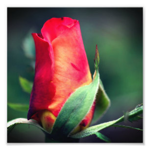 Foto Flor Rosebud roja con resaltados amarillos 8x8