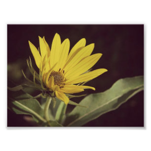 Foto Flor silvestre