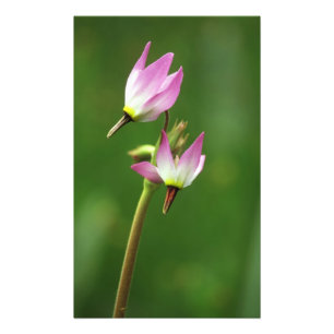 Foto Flor silvestre estrella fugaz, California, EE. UU.