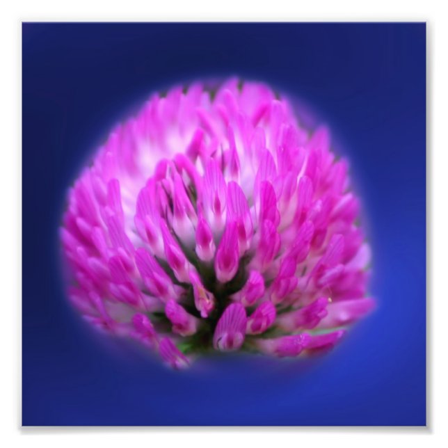 Foto Flor silvestre Red Clover 8x8 (Frente)