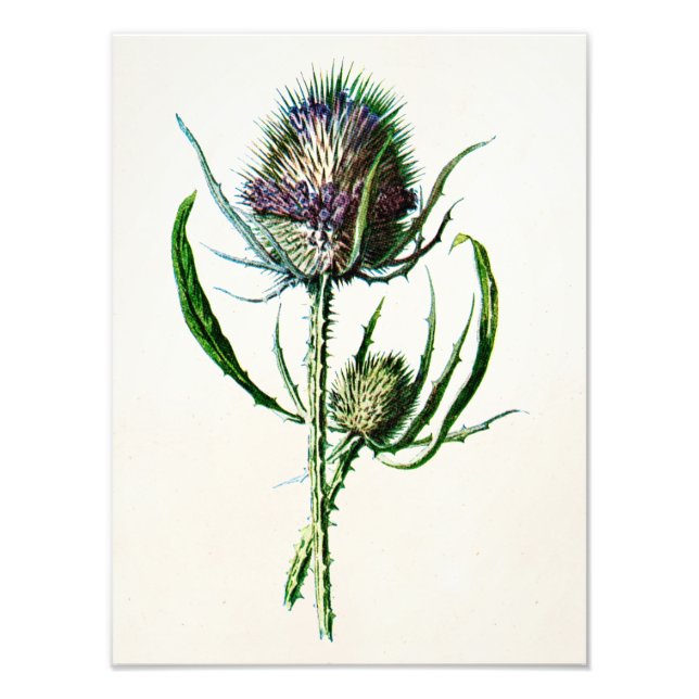 Foto Flor silvestre vintage escocesa de 1902 (Frente)